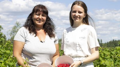 Урожай малини, скільки коштує малина, малина Волинь, малина купити, як вирощувати малину