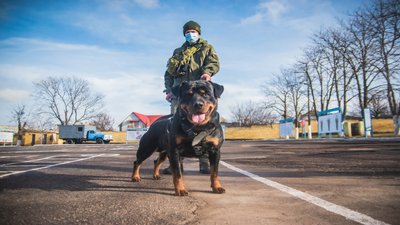 У військовій частині 3039, що дислокується в Миколаєві, служать 13 собак У військовій частині 3039, що дислокується в Миколаєві, служать 13 собак