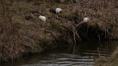 Вівці на "Оствиці": для чого їх оселили у рівненському парку історичної реконструкції Вівці на "Оствиці": для чого їх оселили у рівненському парку історичної реконструкції