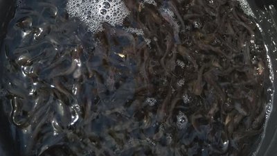 У Каховське водосховище на Херсонщині заселили сомів У Каховське водосховище на Херсонщині заселили сомів