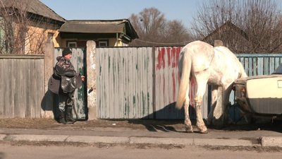 кінь і козачок кінь і козачок