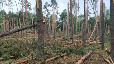 Зруйнований ліс і зірвані дахи: у громаді на Волині досі ліквідовують наслідки буревію Зруйнований ліс і зірвані дахи: у громаді на Волині досі ліквідовують наслідки буревію