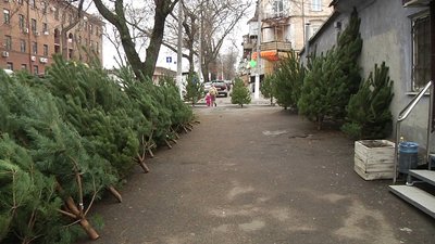 В Одесі розпочали продаж ялинок: ціна від 150 гривень