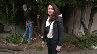 Як у Рівному арборист лікує старі дерева Як у Рівному арборист лікує старі дерева