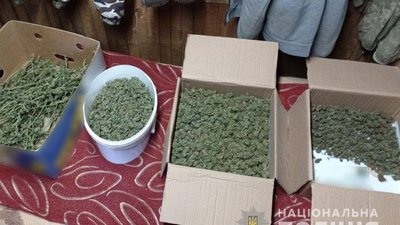 На Донеччині чоловік виростив на городі марихуану на мільйон гривень