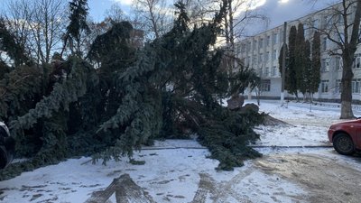 У Житомирі біля ліцею №25 зночі лежить ялинка – ймовірно, впала від вітру У Житомирі біля ліцею №25 зночі лежить ялинка – ймовірно, впала від вітру
