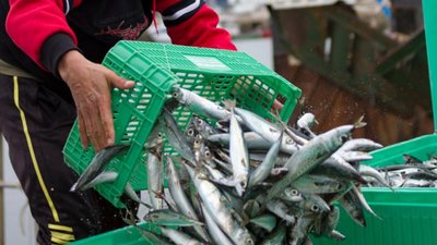 Через російських браконьєрів в Азовському морі зникає риба: тарань на судак