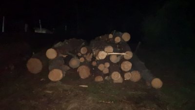 На Житомирщині на приватній пилорамі вилучили 123 колоди незаконно вирубаної сосни і вільхи На Житомирщині на приватній пилорамі вилучили 123 колоди незаконно вирубаної сосни і вільхи