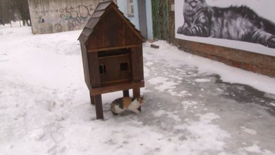 Котам – будиночок, дітям – інструменти: черкаські школярі реалізували благодійний проєкт Котам – будиночок, дітям – інструменти: черкаські школярі реалізували благодійний проєкт