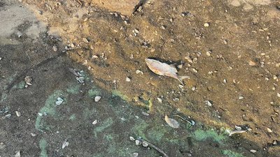 Місяць після підриву Каховської ГЕС: стан водойм Кушугумської громади на Запоріжжі – фоторепортаж