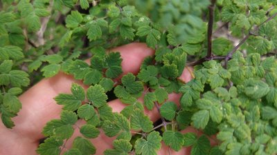 Рутвиця смердюча (Thalictrum foetidum) на схилах Дністра Рутвиця смердюча (Thalictrum foetidum) на схилах Дністра