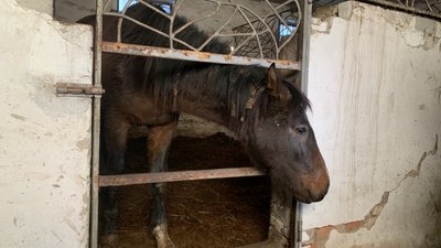 Старий Салтів коні Старий Салтів коні
