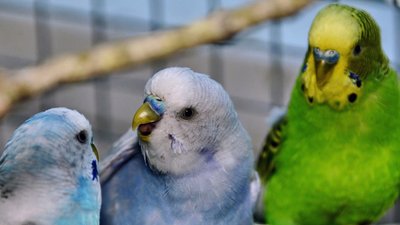 У Київському зоопарку врятованих під час війни папуг перевели у літній вольєр