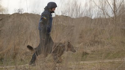 Вівчарка Харті шукає вибухівку, залишену військовими РФ на Сумщині Вівчарка Харті шукає вибухівку, залишену військовими РФ на Сумщині