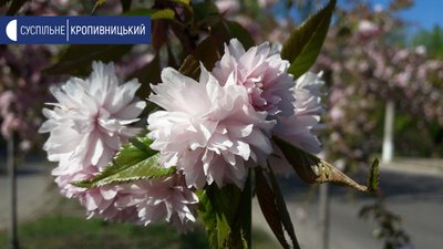 У Кропивницькому розквітли сакури У Кропивницькому розквітли сакури
