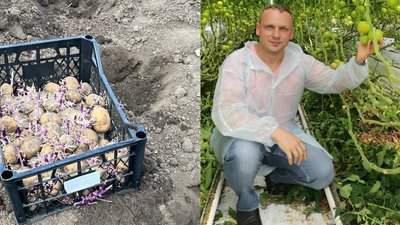 картопля, Дніпро, висадка у квітні
