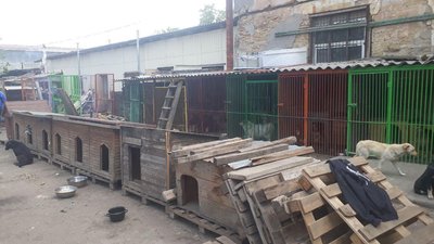 В Одесі під час пожежі в притулку для тварин врятували 40 котів та 350 собак