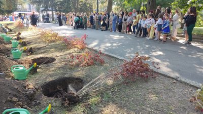 У міському парку Полтави висадили кущі калини У міському парку Полтави висадили кущі калини