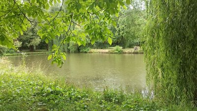 тернопіль, парк, природа, водойма, озеро, дощ, 13 липня 2026 року