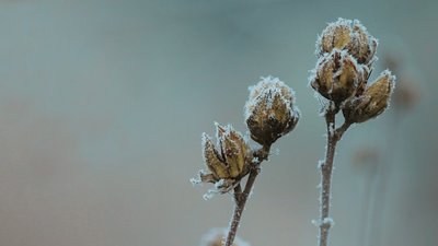 На Івано-Франківщині синоптики прогнозують заморозки