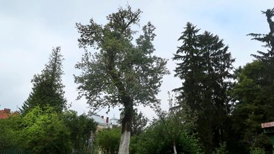 У Львові збирають гроші на лікування Франкової груші