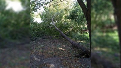 Повалені дерева, пошкоджені дахи, паркани та нема електроенергії: наслідки негоди на Чернігівщині Повалені дерева, пошкоджені дахи, паркани та нема електроенергії: наслідки негоди на Чернігівщині