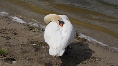 Самотній лебідь на пляжі у Хмельницькому