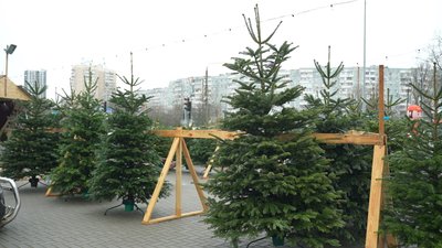 Ялинковий базар у Запоріжжі, 16 грудня 2025