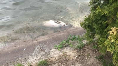 На міському озері Івано-Франківська продовжує гинути риба