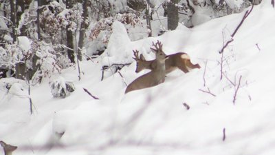 Добре, що я не браконьєр. Автор фото рисей розповів про своє хобі Добре, що я не браконьєр. Автор фото рисей розповів про своє хобі