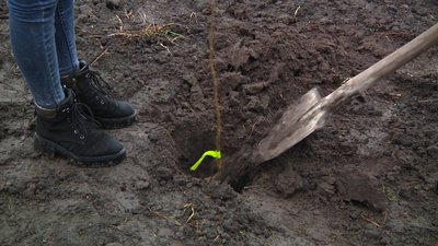 На Житомирщині школярі вирощують саджанці для продажу На Житомирщині школярі вирощують саджанці для продажу