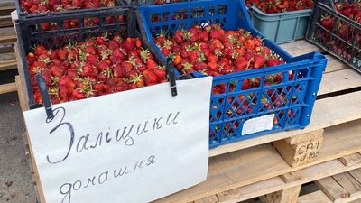 Сезон полуниць на Тернопільському овочевому ринку Сезон полуниць на Тернопільському овочевому ринку
