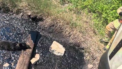 Рятувальники допомогли дістати собаку на Рівненщині
