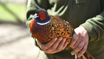 Вирощених на Житомирщині фазанів випустили у дику природу