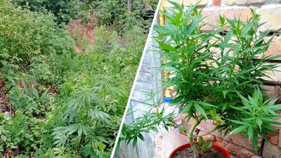 На городі та в горщиках: понад 200 кущів коноплі вирощував житель Черкащини