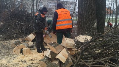У Луцьку аварійні дерева ріжуть на дрова