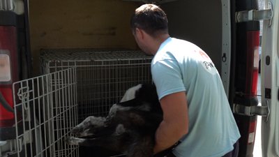 Стерилізація, вакцинація та кліпсування: як у місті на Черкащині піклуються про безпритульних собак