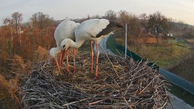 У гнізді в селі Леляки на Полтавщині утворилася нова лелеча пара