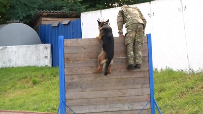 У Житомирі розпочалися Всеукраїнські змагання з багатоборства кінологів У Житомирі розпочалися Всеукраїнські змагання з багатоборства кінологів