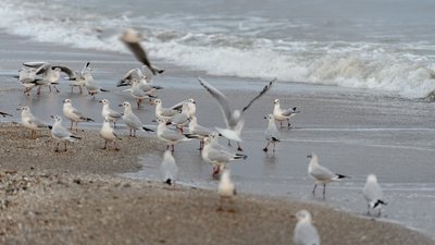 Чайки, море, пляж, погода