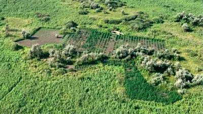 Коноплі на 2 мільйони доларів: на Херсонщині затримали наркоплантаторів