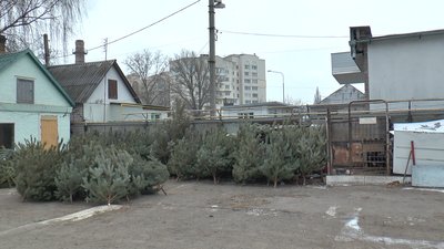 Точка продажу ялинок у Полтаві