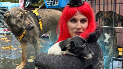 У Миколаєві на виставці-прилаштуванні для шести собак знайшли нові домівки