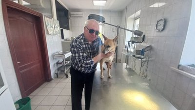 Укуси кліщами тварин: у скількох тварин діагностують хворобу бабезіоз у Полтаві Укуси кліщами тварин: у скількох тварин діагностують хворобу бабезіоз у Полтаві