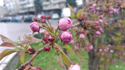 В Ужгороді починають масово цвісти сакури В Ужгороді починають масово цвісти сакури