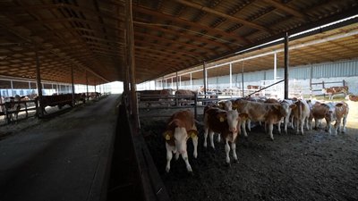 Фермерство на лінії фронту: на Донеччині попри бойові дії продовжує працювати молочна ферма Фермерство на лінії фронту: на Донеччині попри бойові дії продовжує працювати молочна ферма