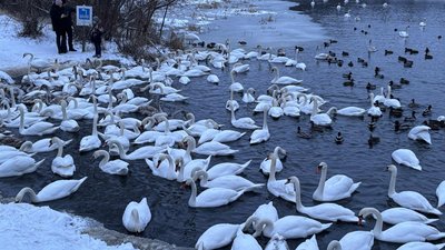 Лебеді на березі річки Західний Буг