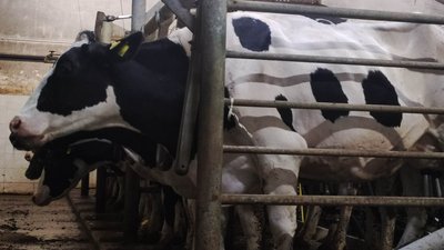 400 корів з Бахмута евакуювали та перевезли на підприємство на Дніпровщині 400 корів з Бахмута евакуювали та перевезли на підприємство на Дніпровщині