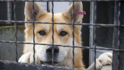 Викинули собаку, бо набридла. Історії безпритульних чернівецьких тварин, які чекають на господаря Викинули собаку, бо набридла. Історії безпритульних чернівецьких тварин, які чекають на господаря