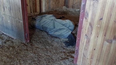Розстріляні коні у Бучі: як шукали та рятували вцілілих Розстріляні коні у Бучі: як шукали та рятували вцілілих